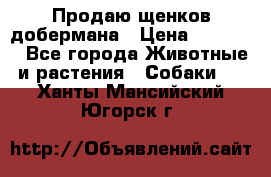 Продаю щенков добермана › Цена ­ 45 000 - Все города Животные и растения » Собаки   . Ханты-Мансийский,Югорск г.